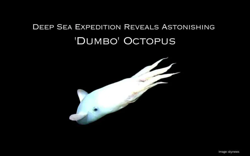 Deep Sea Expedition Reveals Astonishing 'Dumbo' Octopus