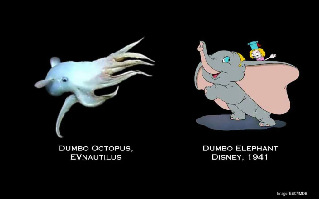 Dumbo octopus and Dumbo Elephant, 1941 Disney